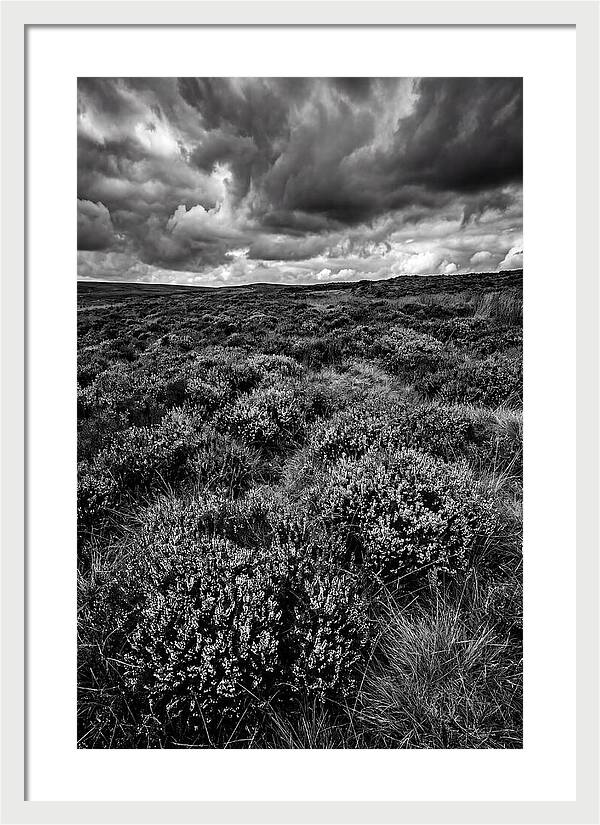 North York Moors Bloom Detail