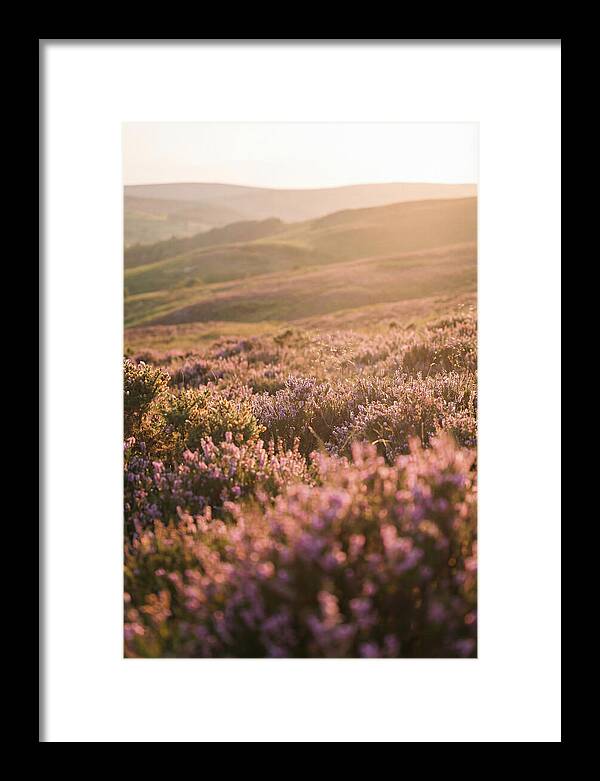 North York Moors Blooming Serenity
