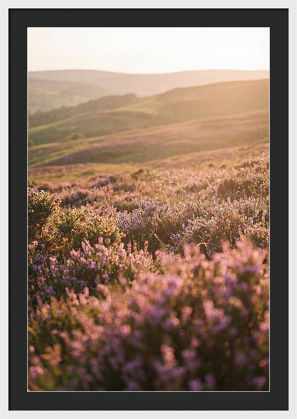 North York Moors Blooming Serenity