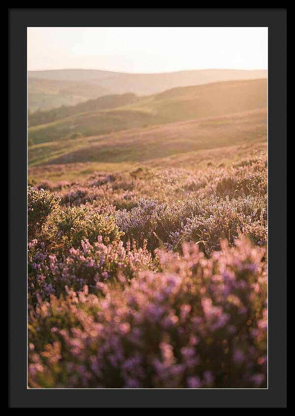 North York Moors Blooming Serenity