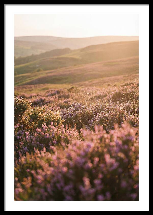 North York Moors Blooming Serenity