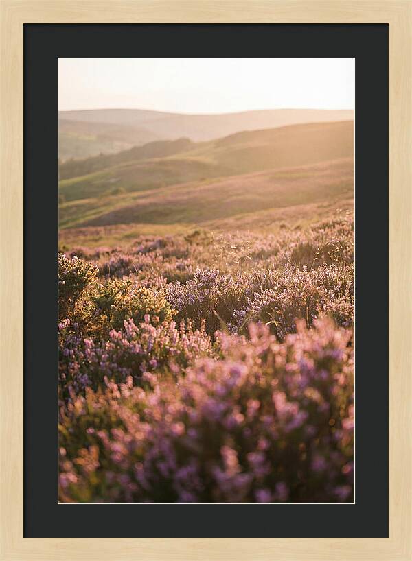 North York Moors Blooming Serenity