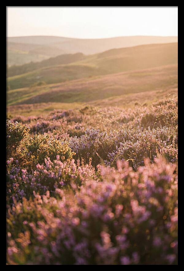 North York Moors Blooming Serenity