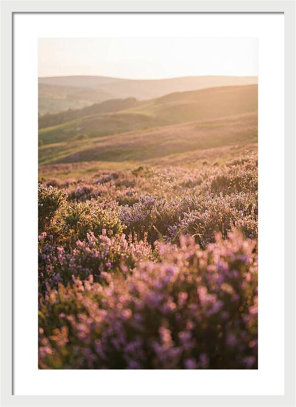 North York Moors Blooming Serenity