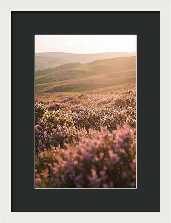 North York Moors Blooming Serenity