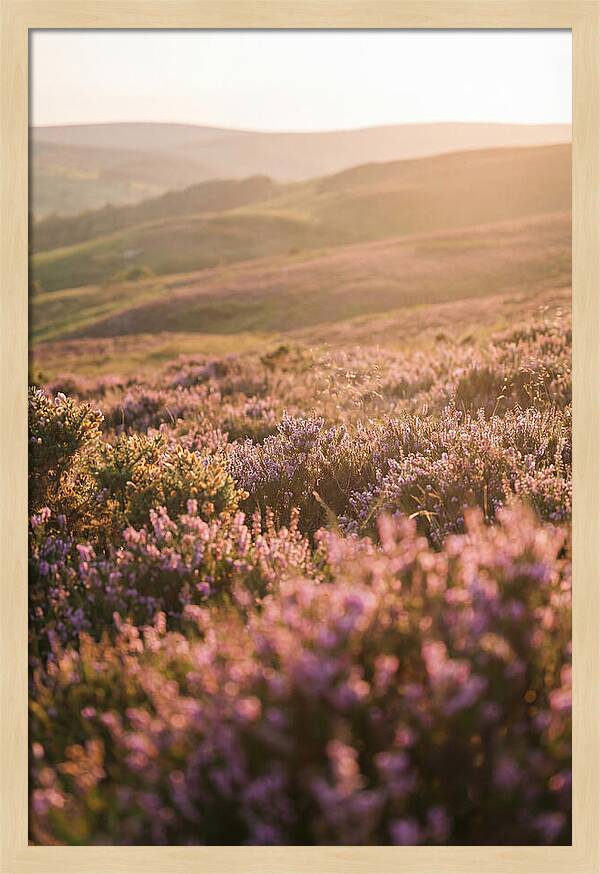 North York Moors Blooming Serenity