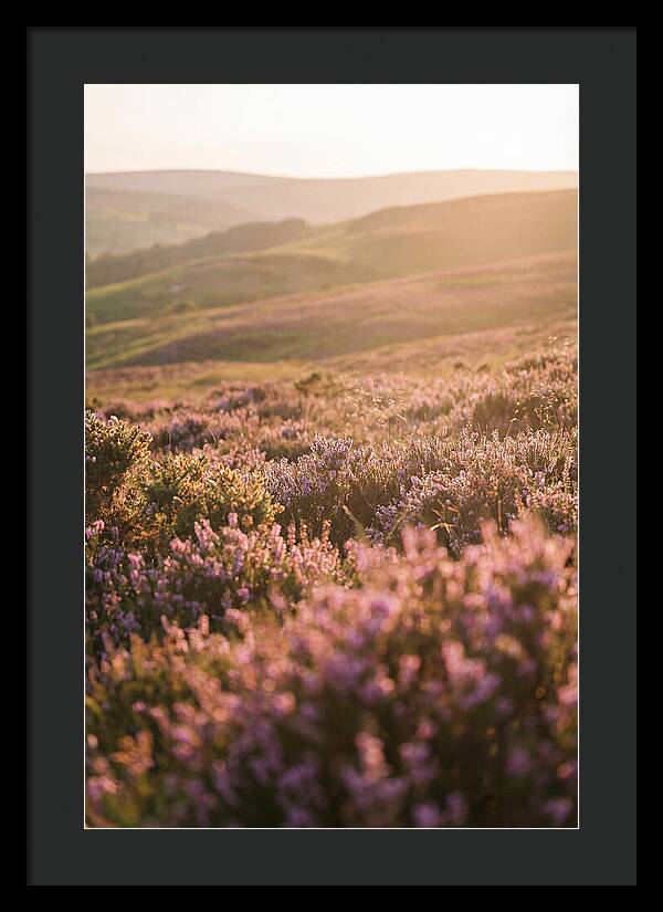 North York Moors Blooming Serenity
