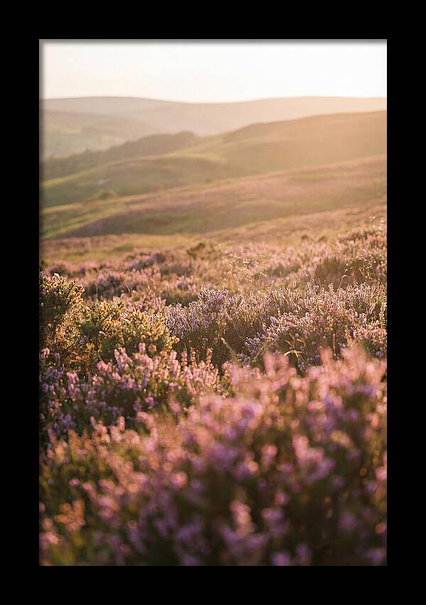 North York Moors Blooming Serenity