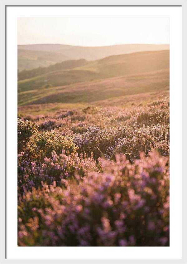 North York Moors Blooming Serenity