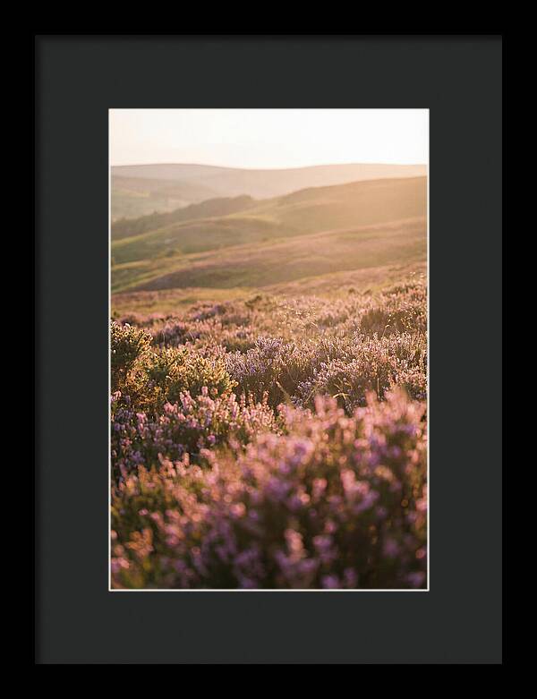 North York Moors Blooming Serenity