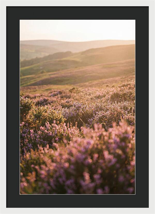 North York Moors Blooming Serenity
