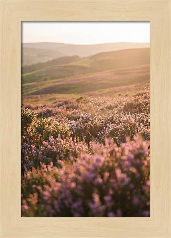 North York Moors Blooming Serenity