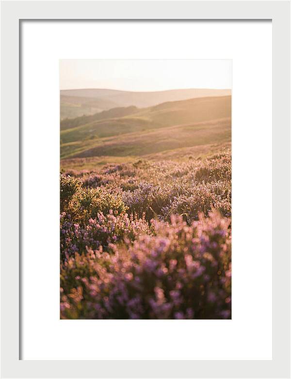 North York Moors Blooming Serenity