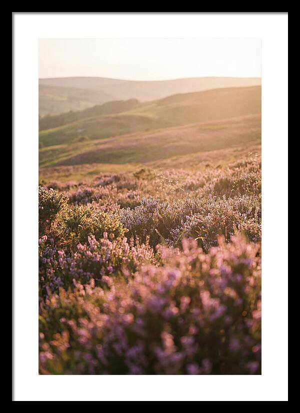 North York Moors Blooming Serenity