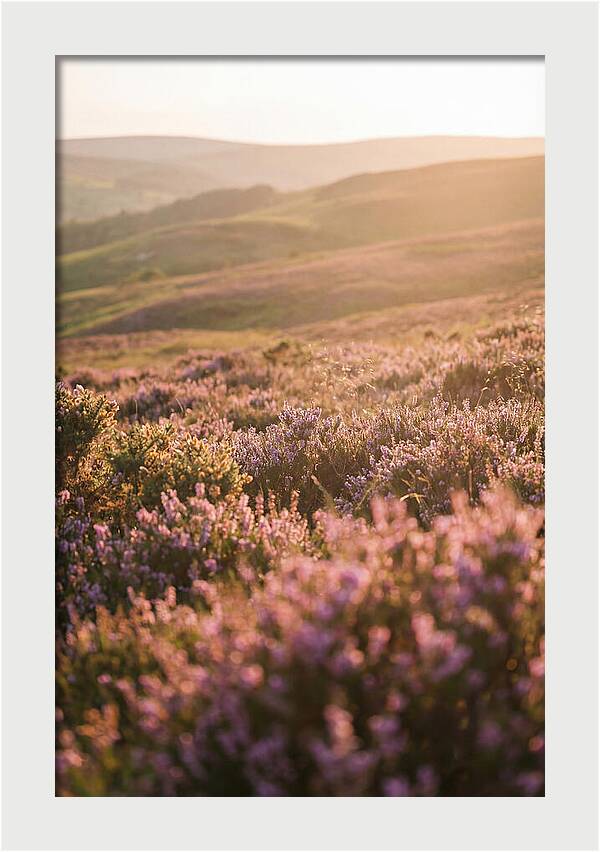North York Moors Blooming Serenity