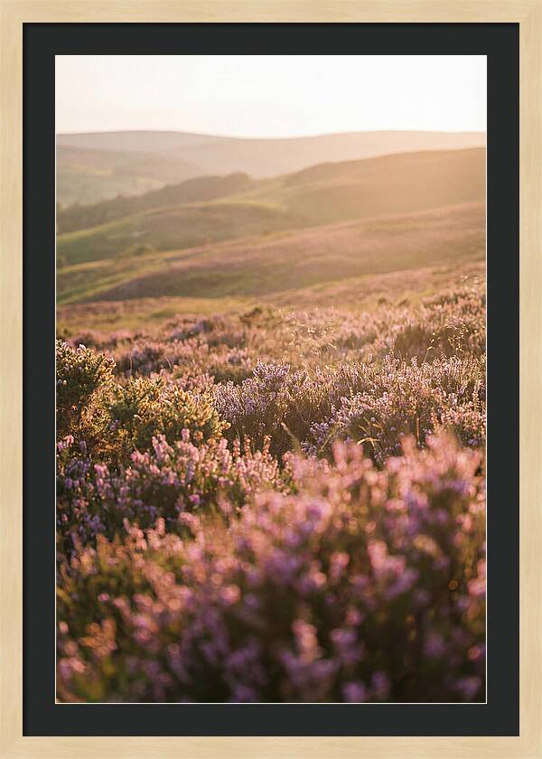 North York Moors Blooming Serenity
