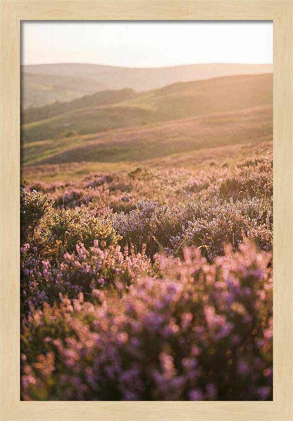 North York Moors Blooming Serenity