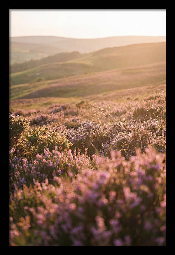 North York Moors Blooming Serenity