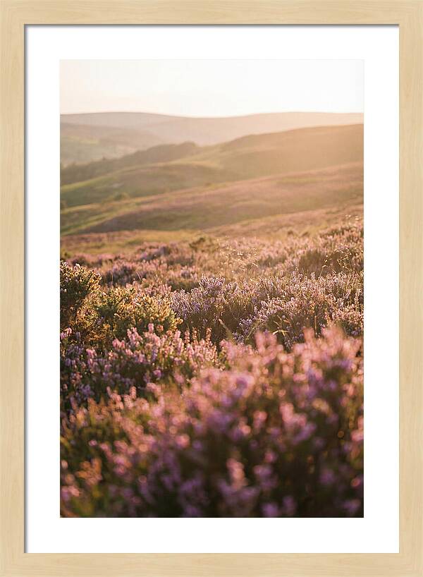 North York Moors Blooming Serenity