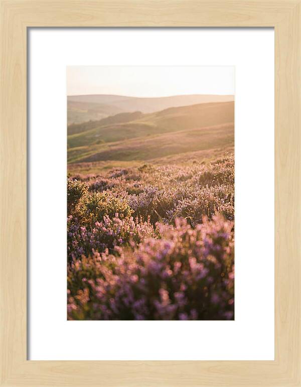 North York Moors Blooming Serenity