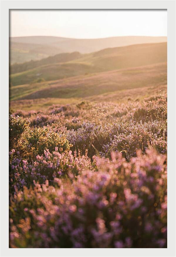 North York Moors Blooming Serenity
