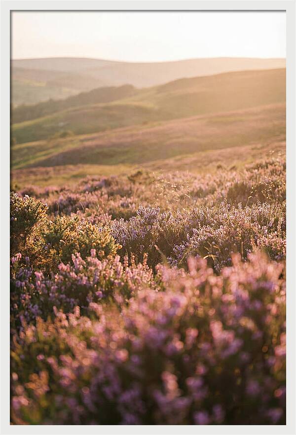 North York Moors Blooming Serenity
