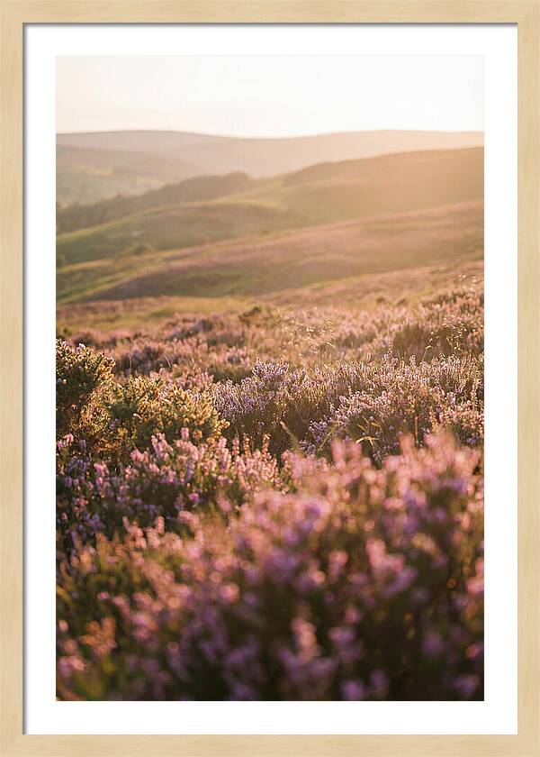 North York Moors Blooming Serenity