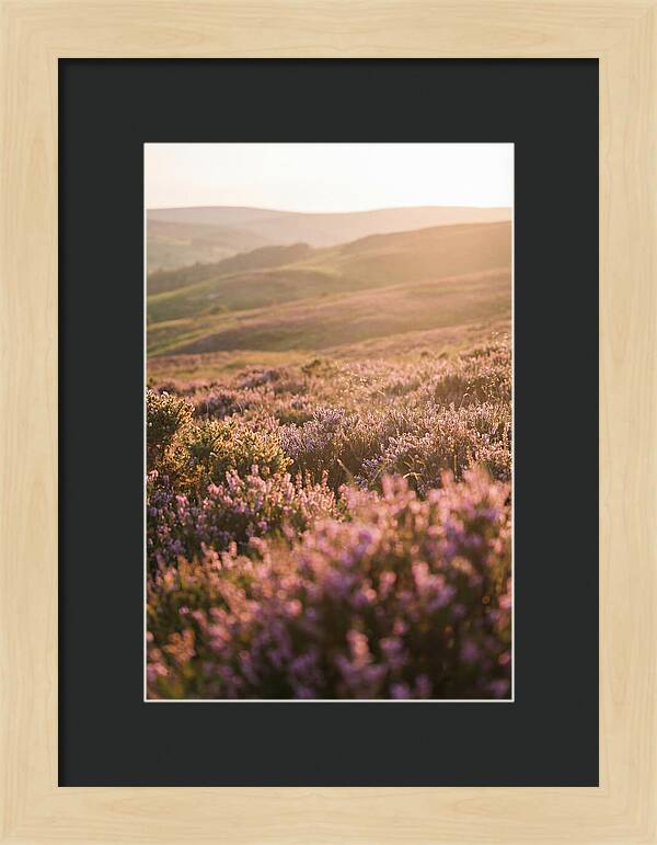 North York Moors Blooming Serenity