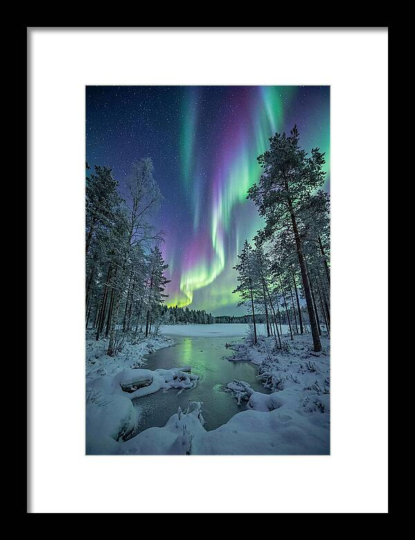 Northern Lights Above The Pines