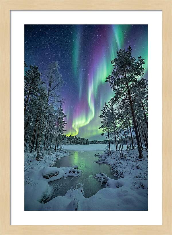 Northern Lights Above The Pines
