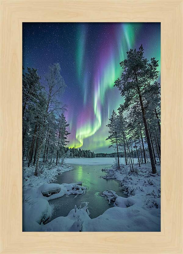 Northern Lights Above The Pines