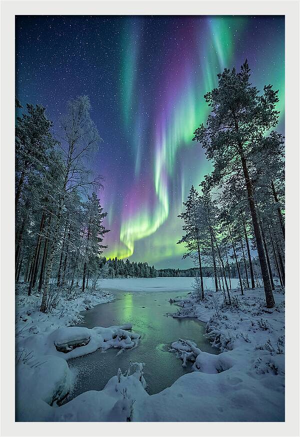 Northern Lights Above The Pines