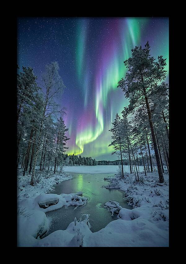 Northern Lights Above The Pines