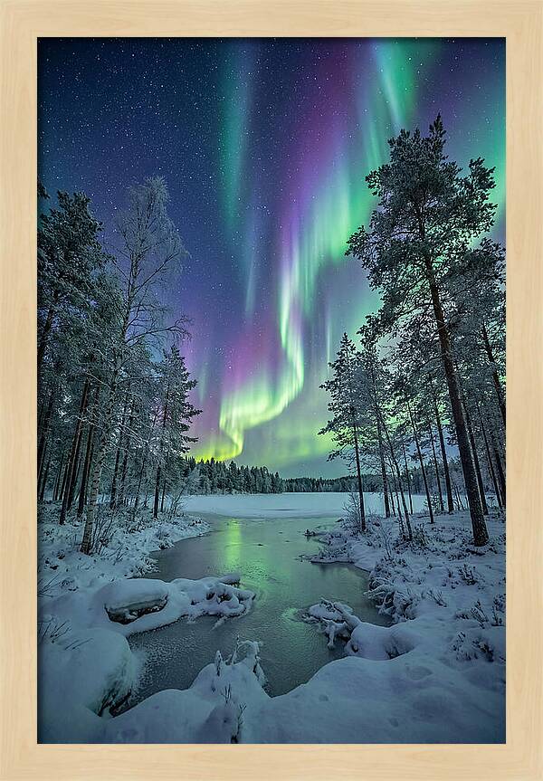 Northern Lights Above The Pines
