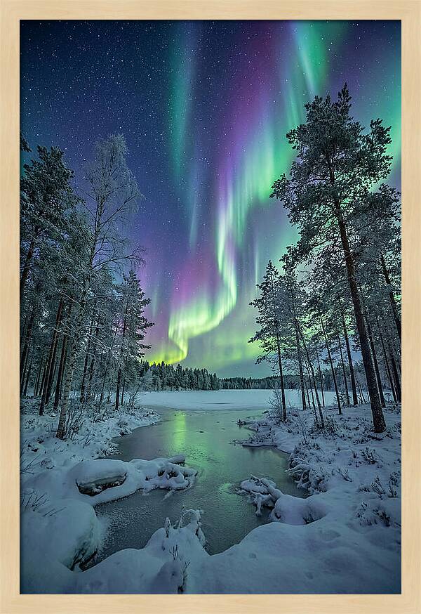 Northern Lights Above The Pines