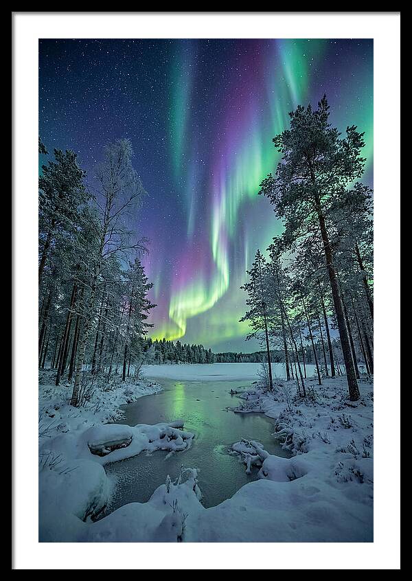 Northern Lights Above The Pines