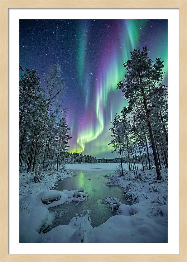 Northern Lights Above The Pines