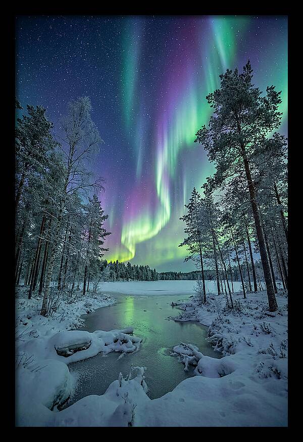 Northern Lights Above The Pines
