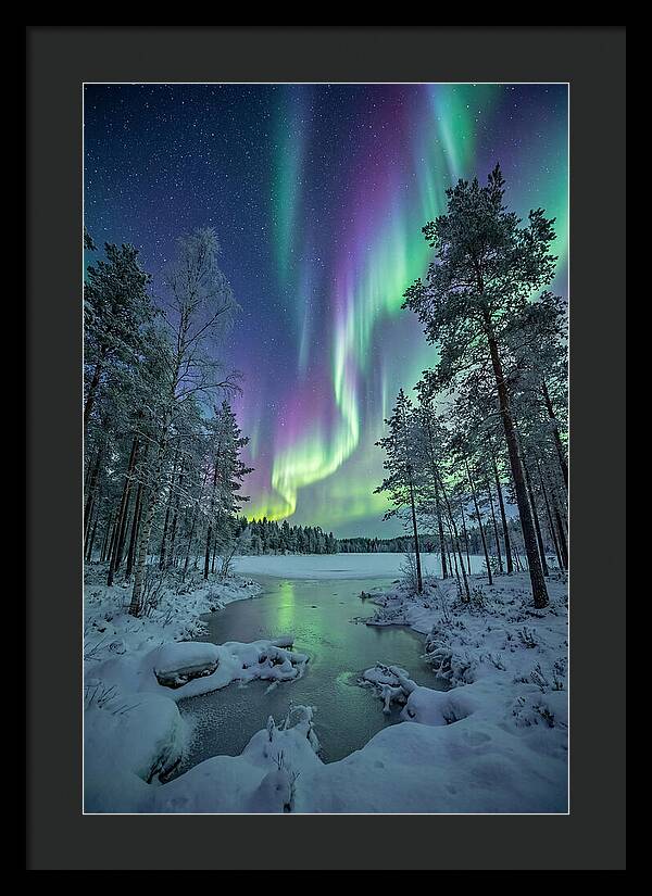 Northern Lights Above The Pines