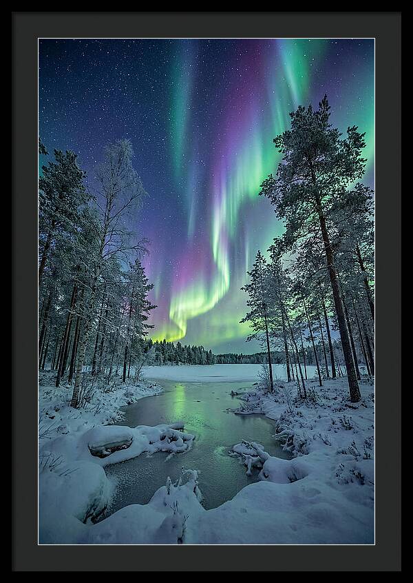 Northern Lights Above The Pines