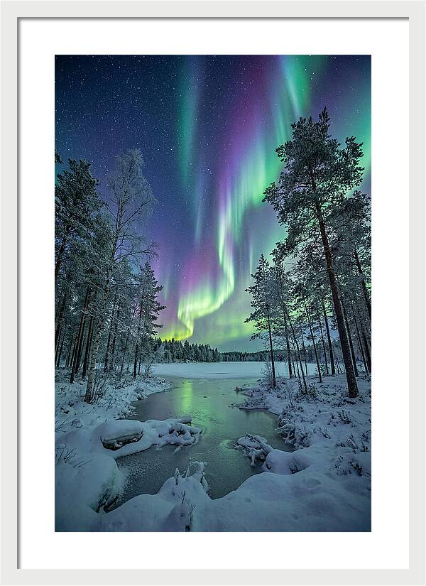 Northern Lights Above The Pines