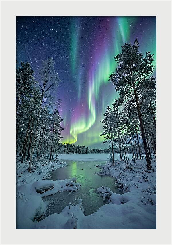 Northern Lights Above The Pines