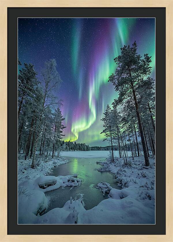 Northern Lights Above The Pines