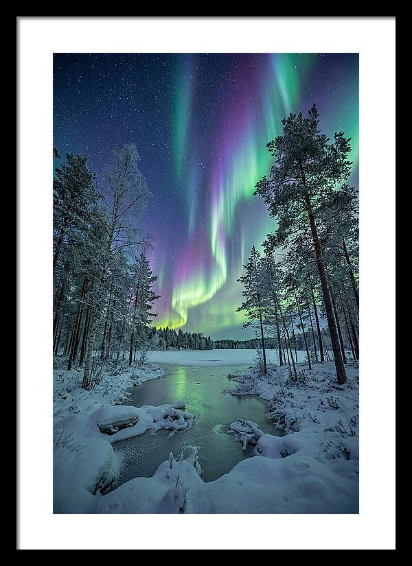 Northern Lights Above The Pines