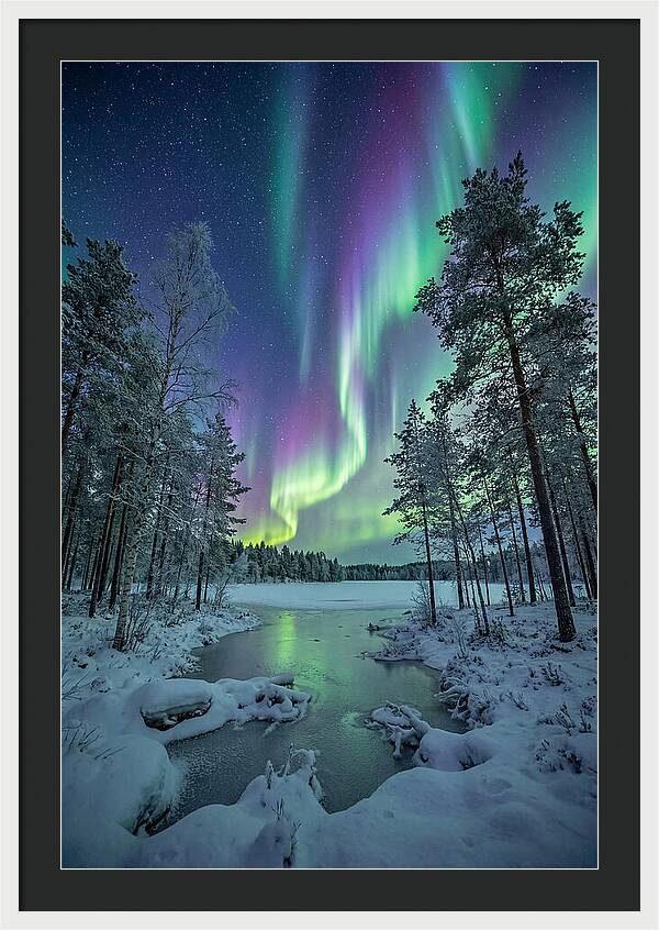 Northern Lights Above The Pines