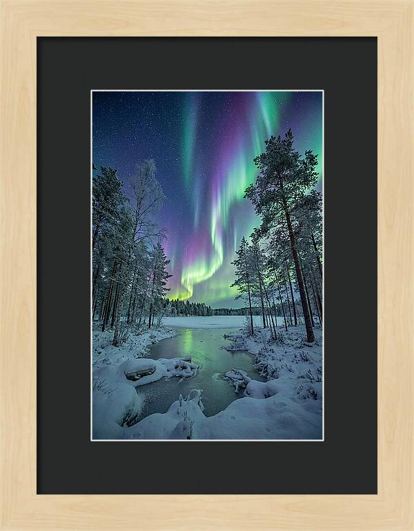 Northern Lights Above The Pines
