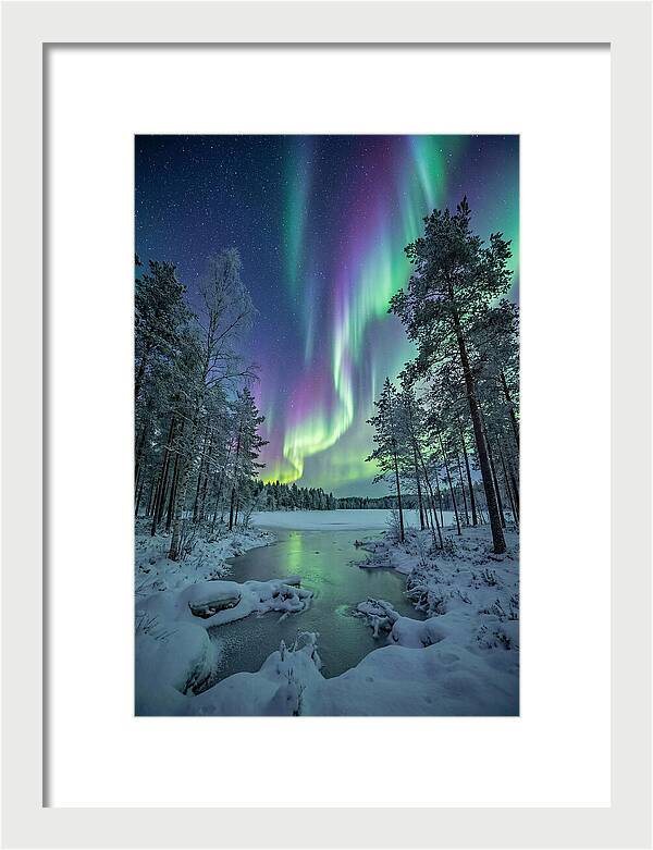 Northern Lights Above The Pines