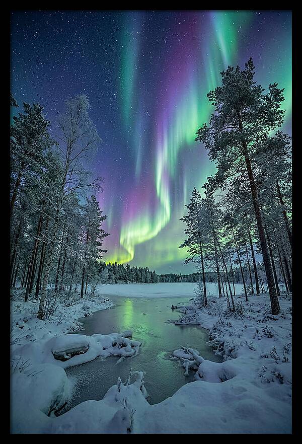Northern Lights Above The Pines