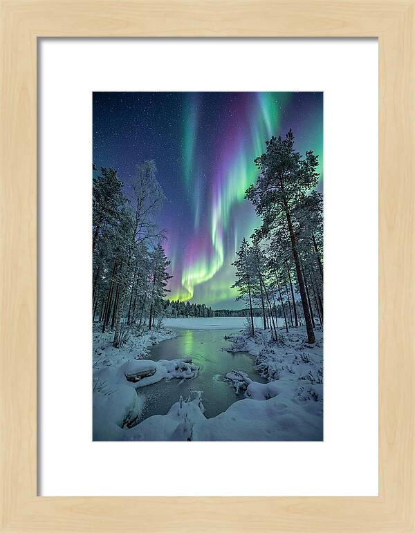 Northern Lights Above The Pines
