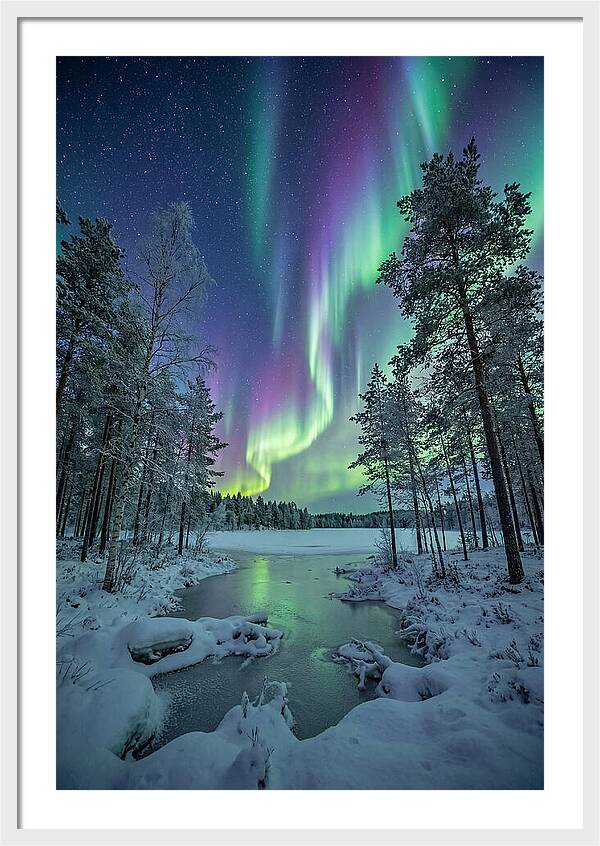 Northern Lights Above The Pines